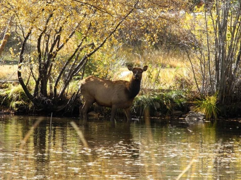 elk in river during fall, Estes Park wildlife safety
