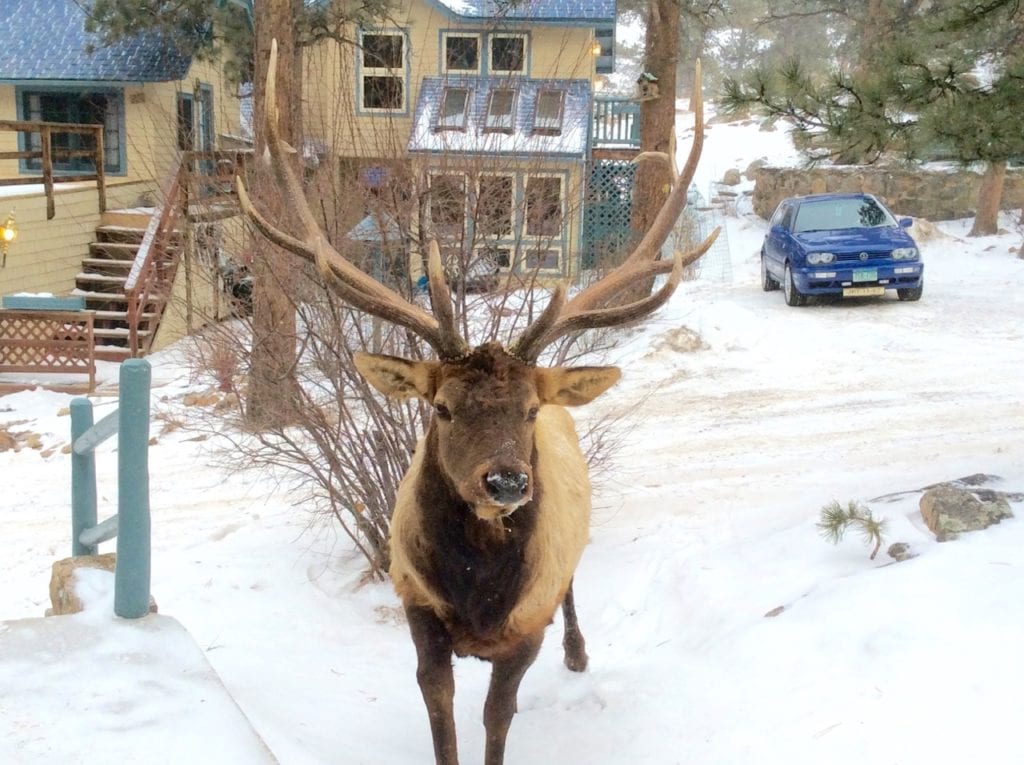 Elk near the Inn in winter