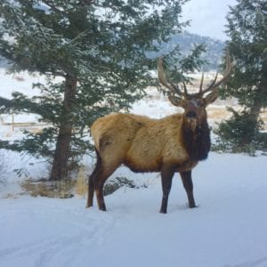 Elk in the winter