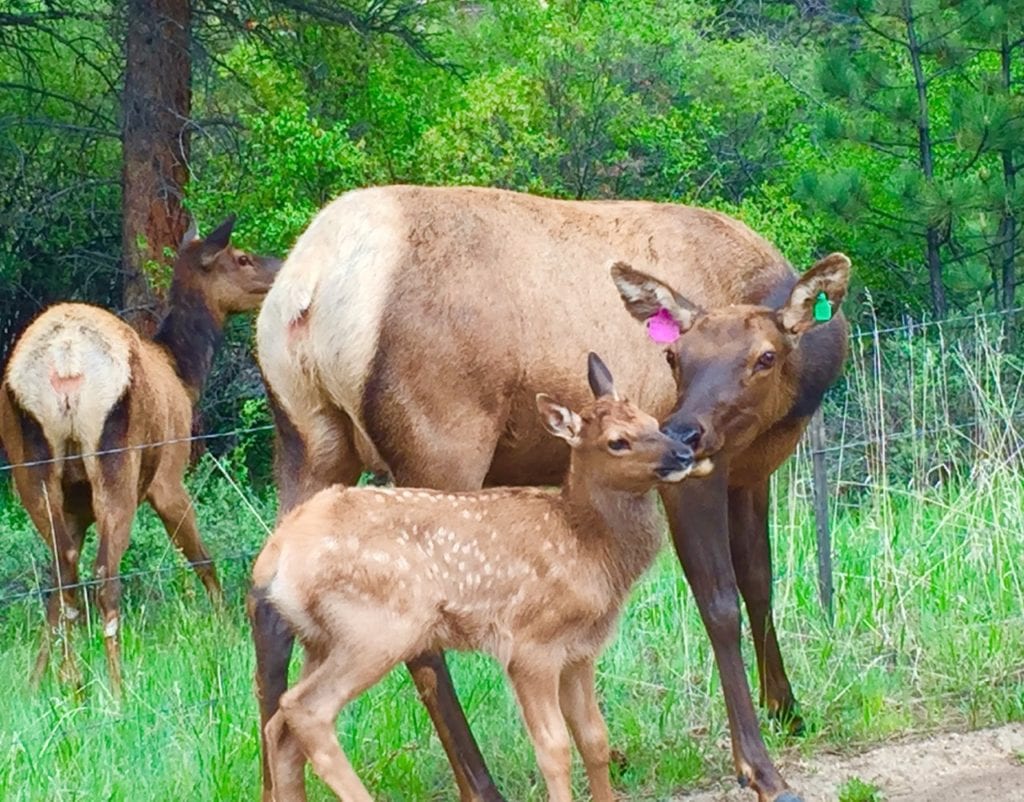 mamma and baby elk, Estes Park wildlife safety
