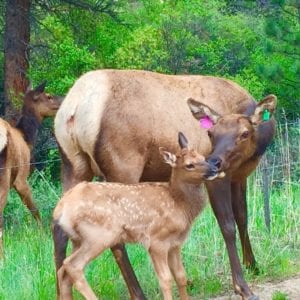 mamma and baby elk
