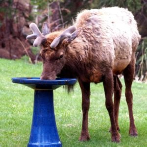 Elk getting a drink