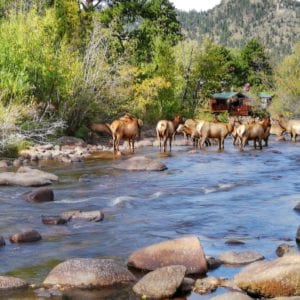 Elk in the river