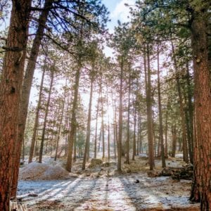 light through trees in winter