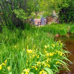 flowers by the pond