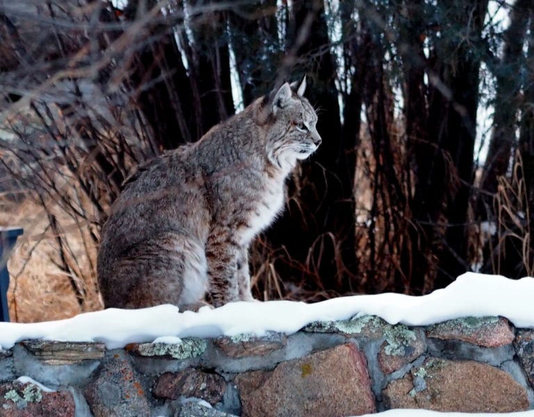 bobcat in estes park, bobcat in winter, Wildlife at Riversong, Estes Park wildlife safety
