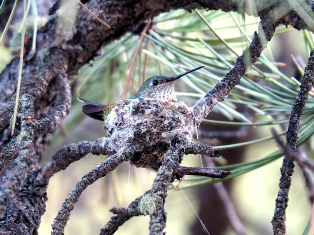 Hummingbird at Riversong, retreat at Estes Park, Wildlife, Estes Park Meadow
