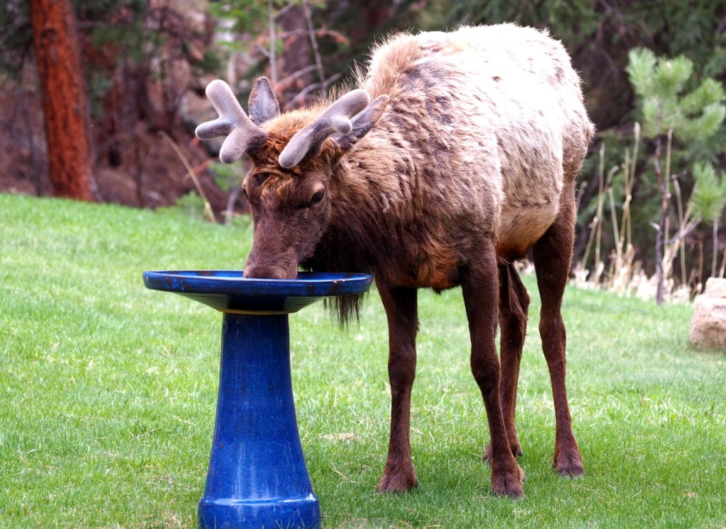 Elk drinking from bird bath, Estes Park wildlife safety
