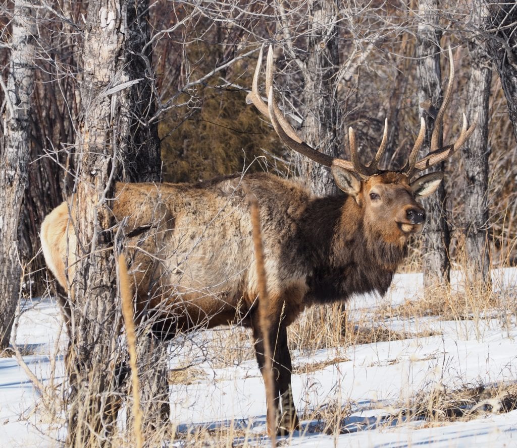 Wildlife at Romantic Riversong in Springtime
