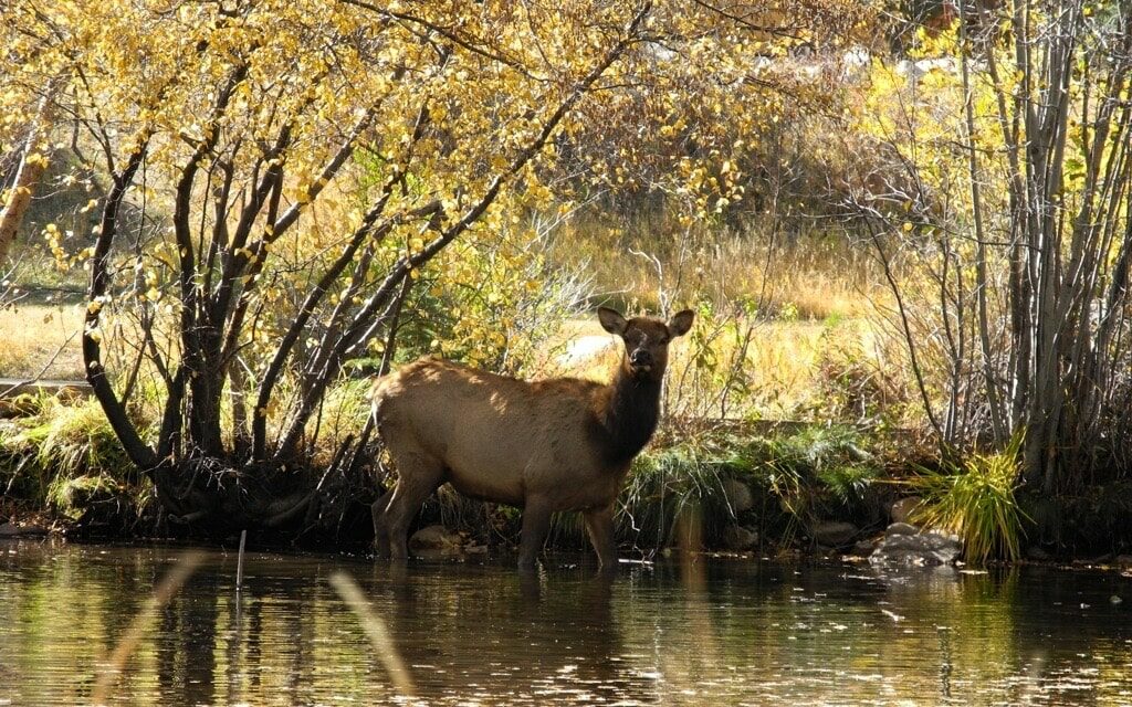 Elk crossing the river