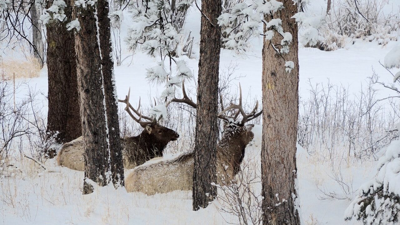 two Elk in the winter