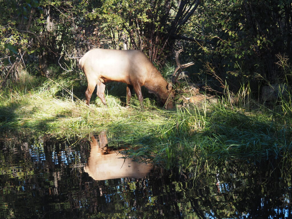 Elk by the river, retreat in Estes Park