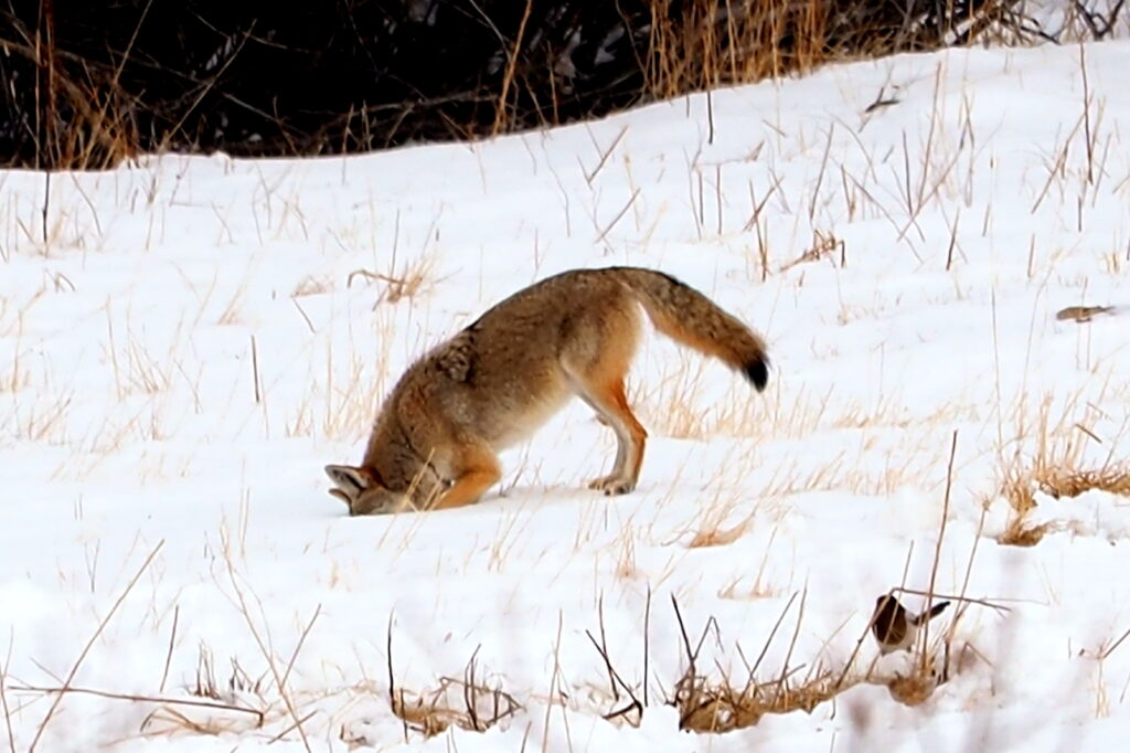 Estes Park wildlife safety