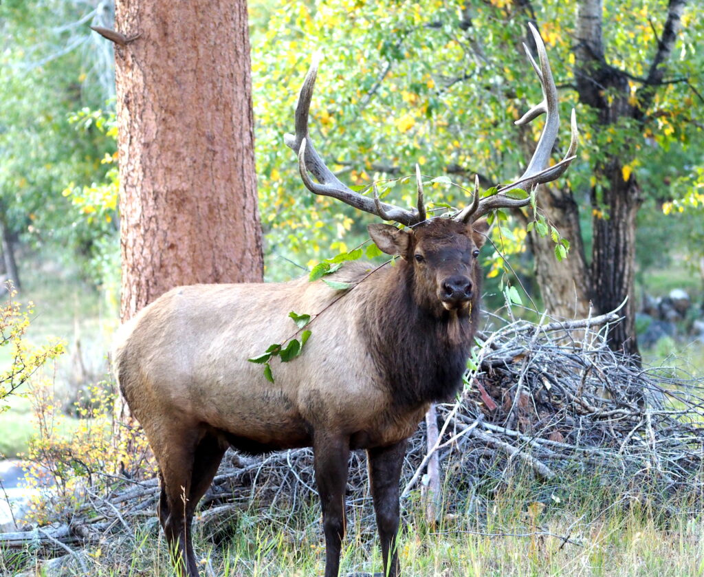 Elk in the trees, Estes Park Getaways