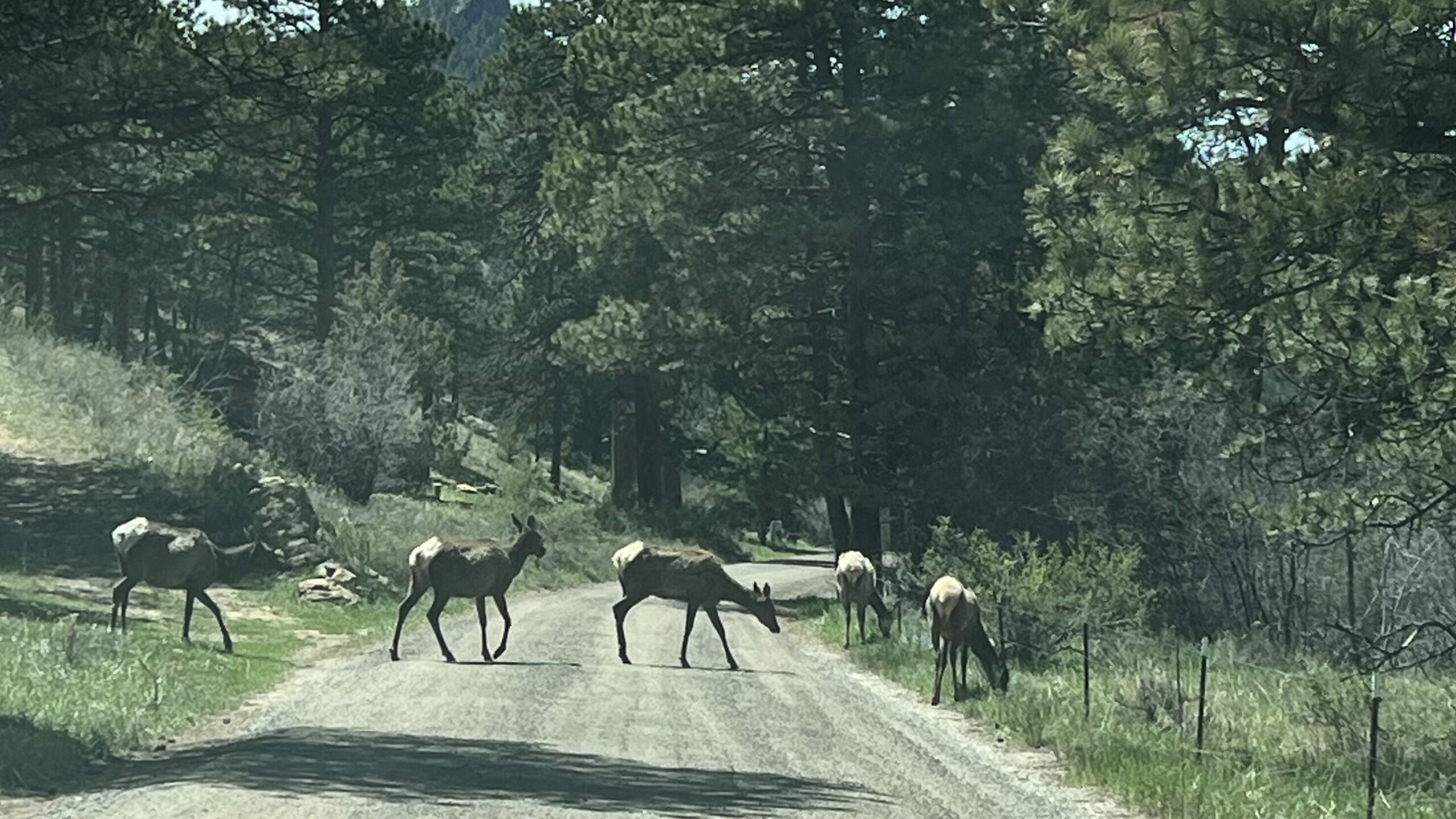 Elk cross road while exploring Estes Park