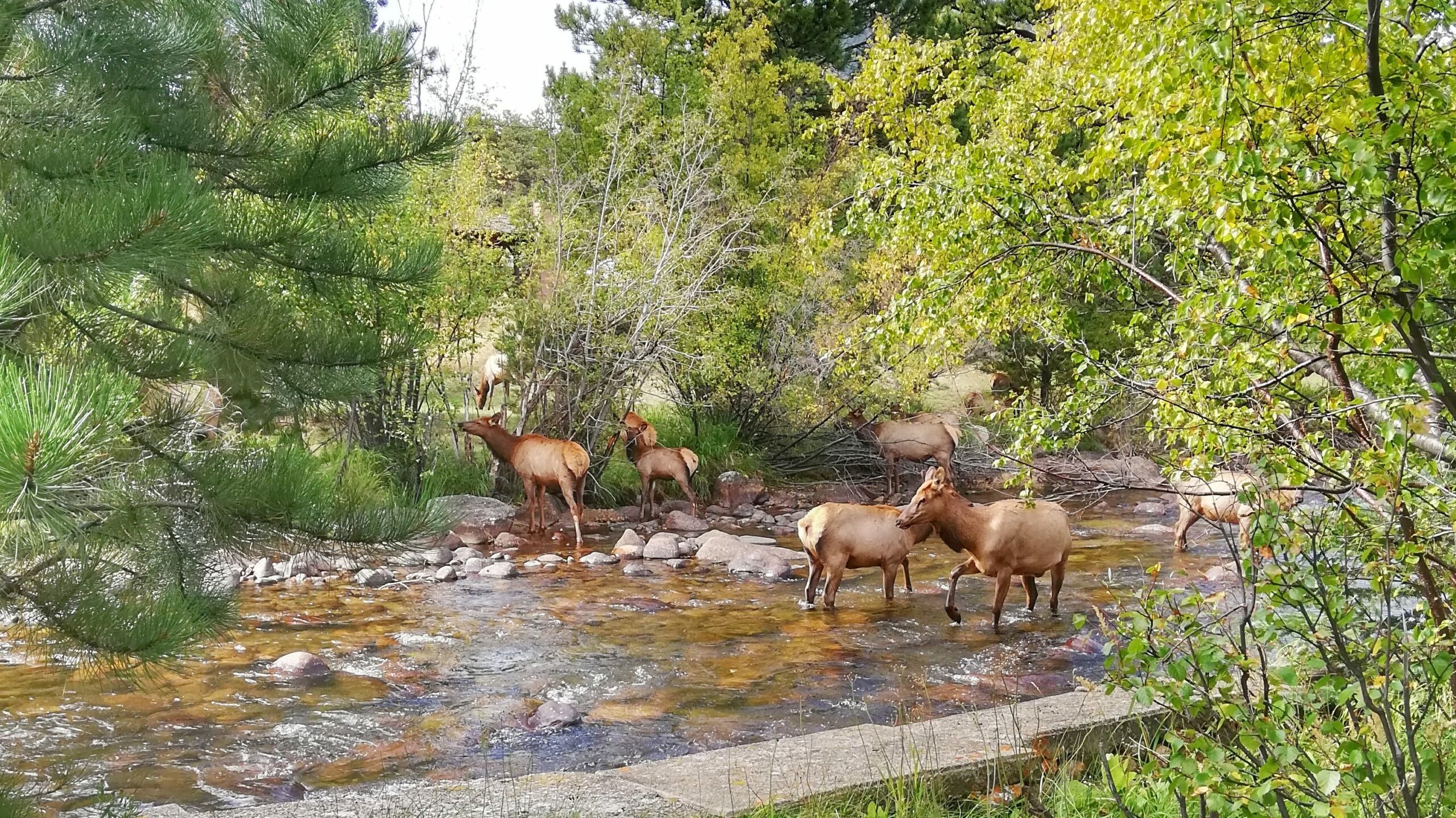 Elk on the river below Romantic RiverSong Inn, Estes Park Getaways