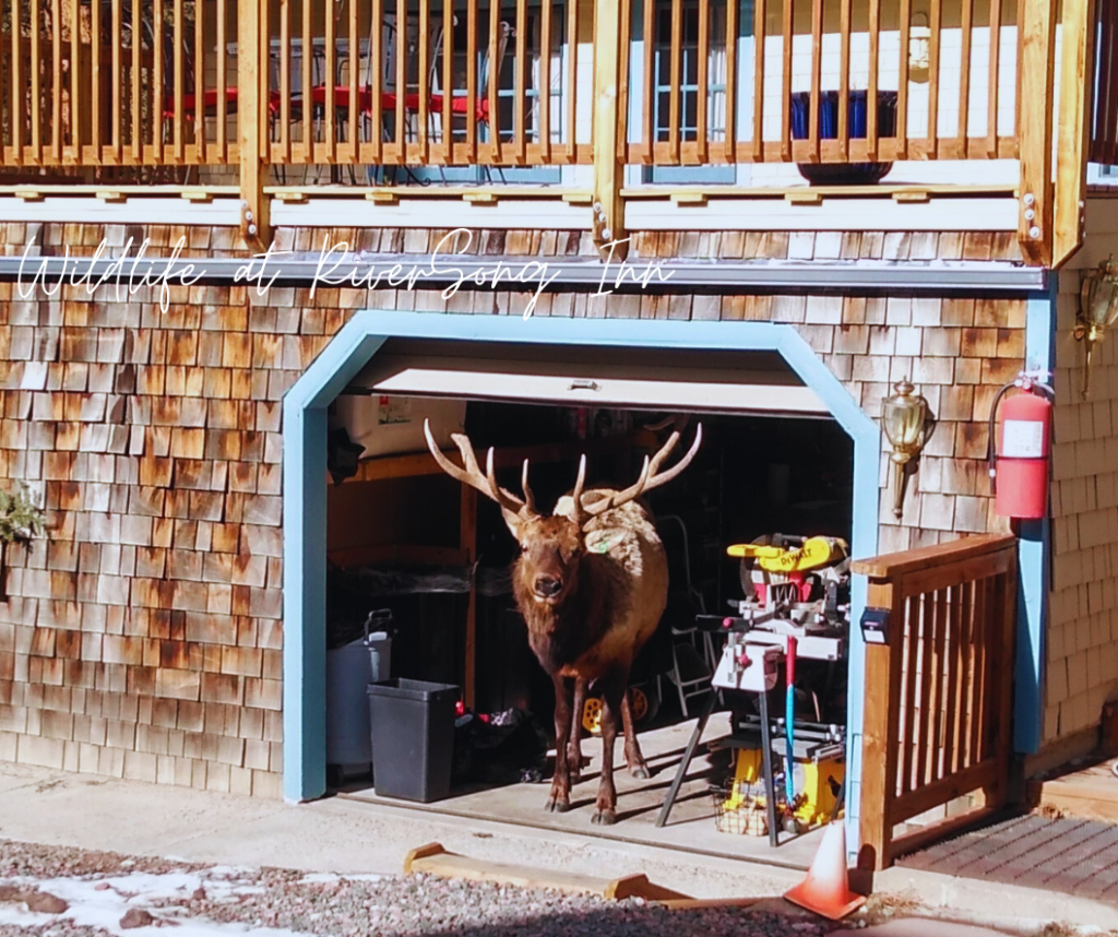 Bed and Breakfast in Estes Park, wildlife in the garage