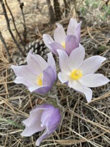 Pasque Flower