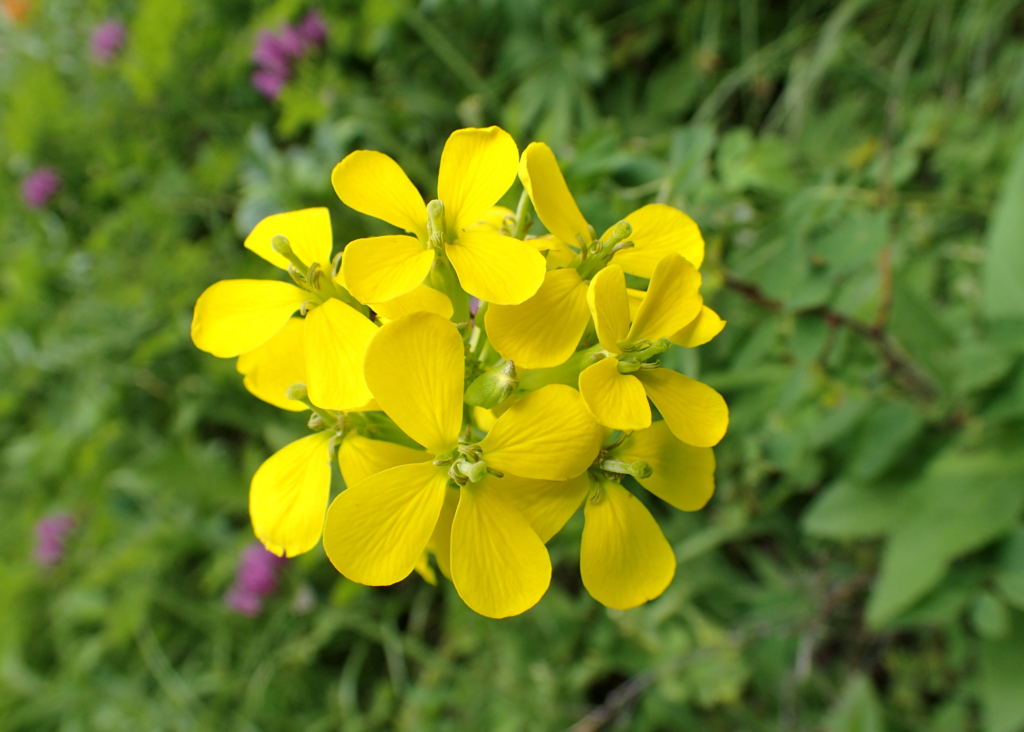 Riversong Inn Retreat wildflowers